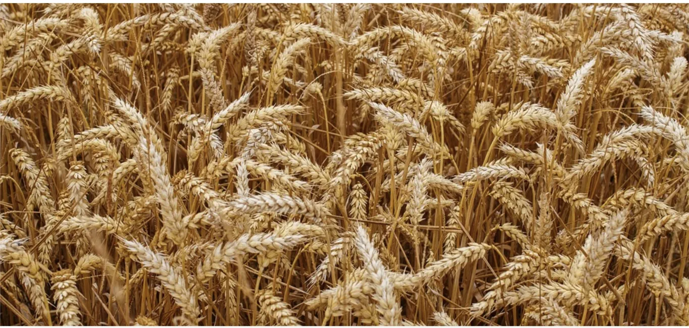 Agtech is Booming in Belgrade and Novi Sad’s Startup Ecosystem